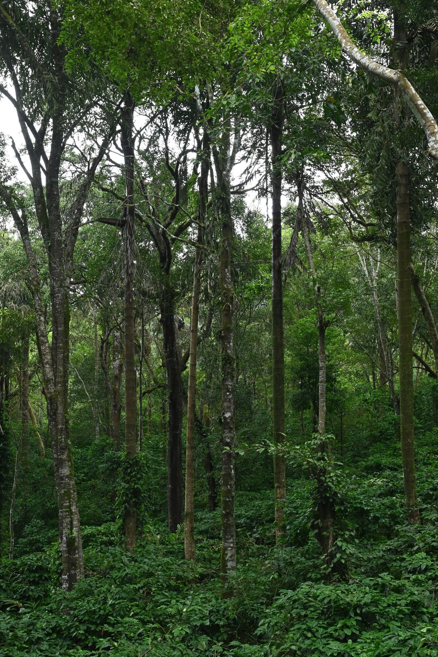 Dense green forest near Madikeri in Coorg