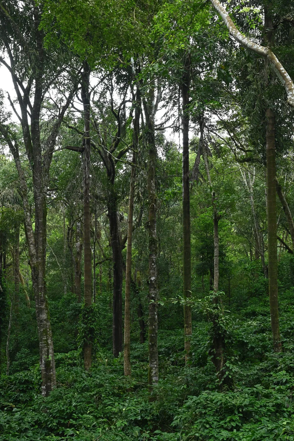 Dense forest near Madikeri illustrating why stay location matters